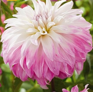 Dahlia Pink Petticoat