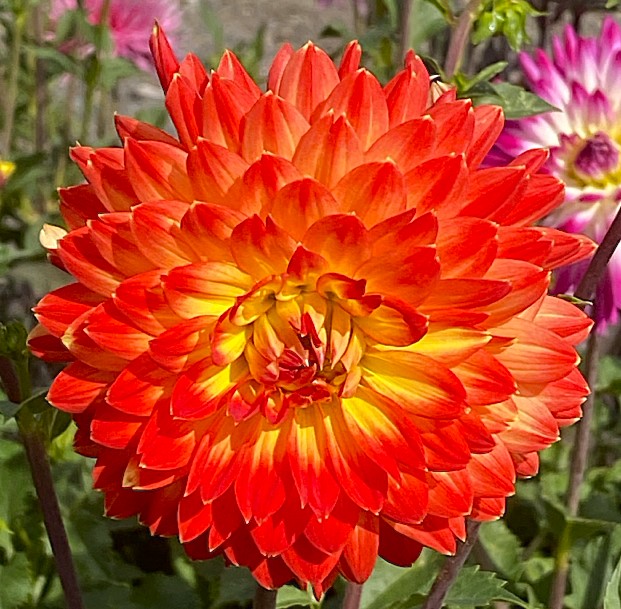 Dahlia Procyon
