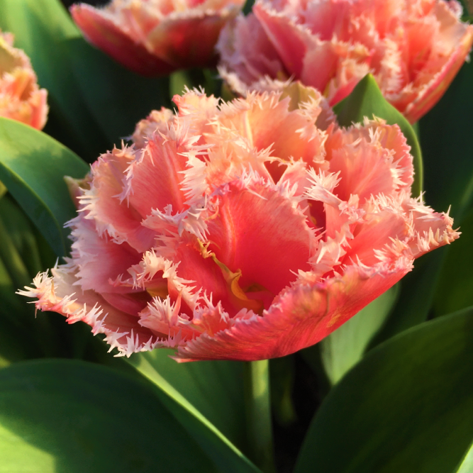 Tulip Queensland