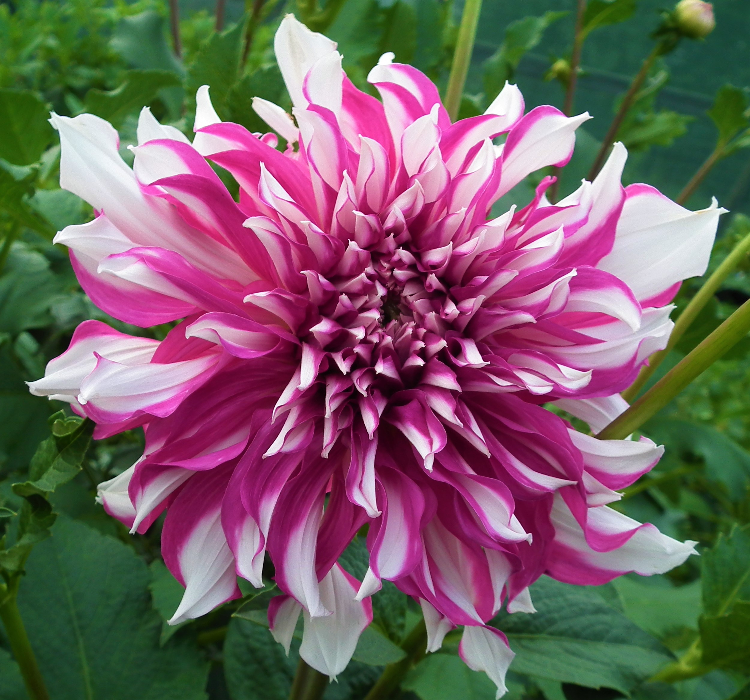 Dahlia Radegast