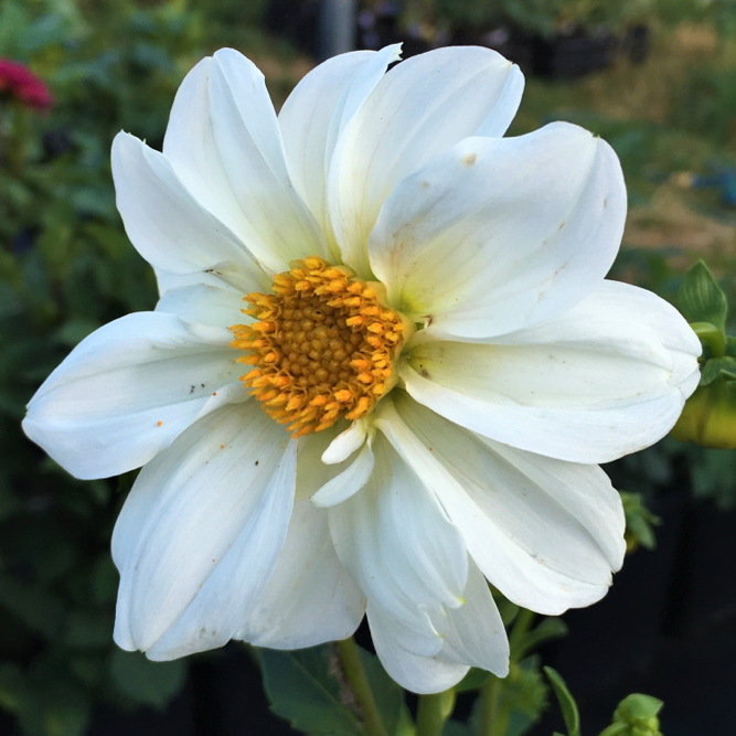 Dahlia Sneezy