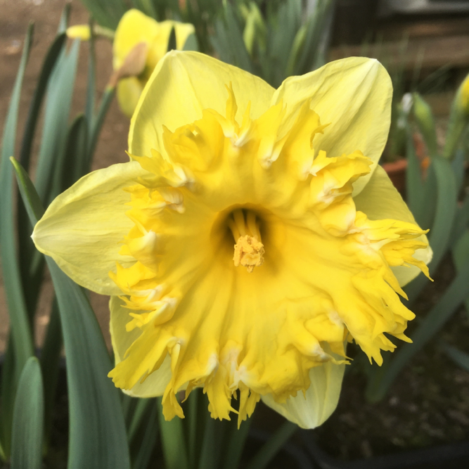 Daffodil Snowtip