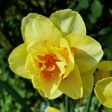 Daffodil Tahiti