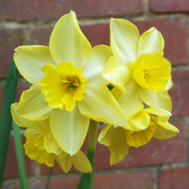 Daffodil Verdin