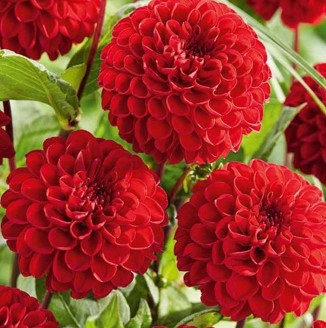 Dahlia Viking