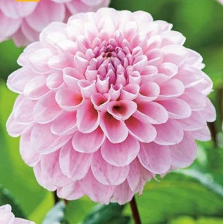 Dahlia Wizard of Oz