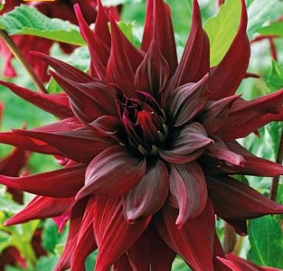 Dahlia Brigitta Alida         