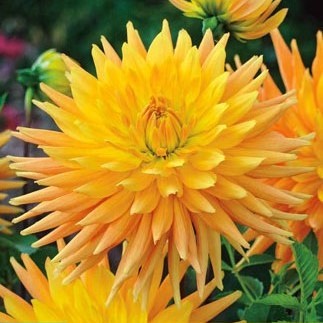 Dahlia Gold Crown