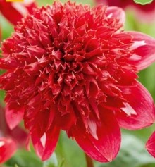 Dahlia speech