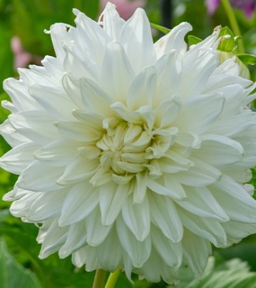 Dahlia Bulls Pride