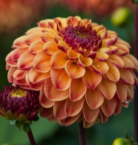 Dahlia Sunny Boy