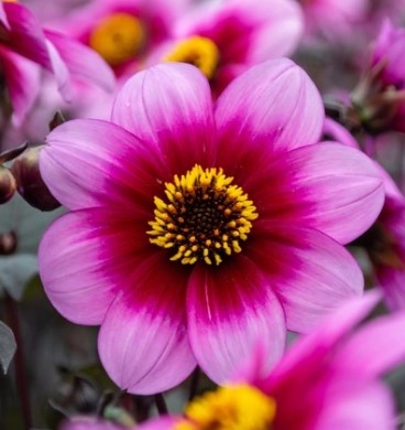 Dahlia Wishes and Dreams